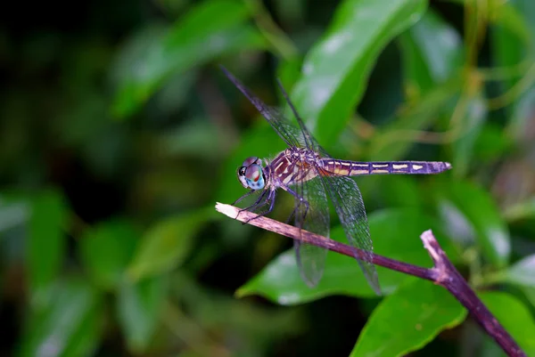 Dal üzerinde yusufçuk