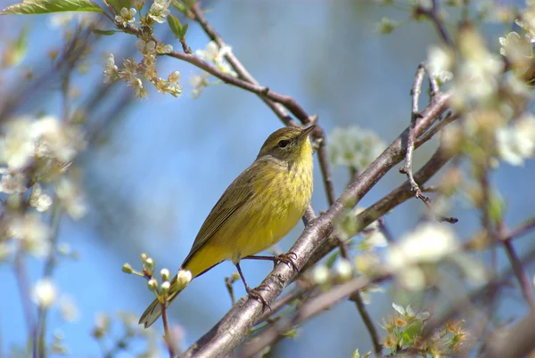 Southern Pine Warbler Royalty Free Stock Images