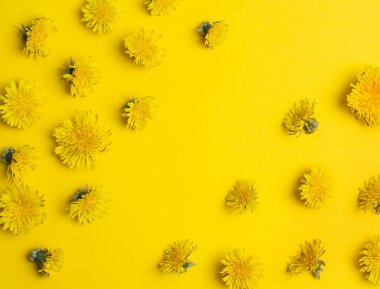 Karahindiba. Düz yatıyordu. Sarı arka planda bir sürü karahindiba