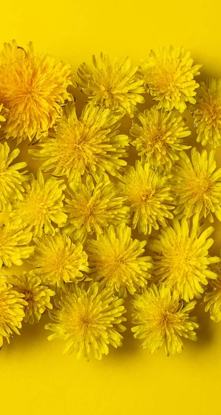 Karahindiba. Düz yatıyordu. Sarı arka planda bir sürü karahindiba var. Akıllı telefon için duvar kağıdı