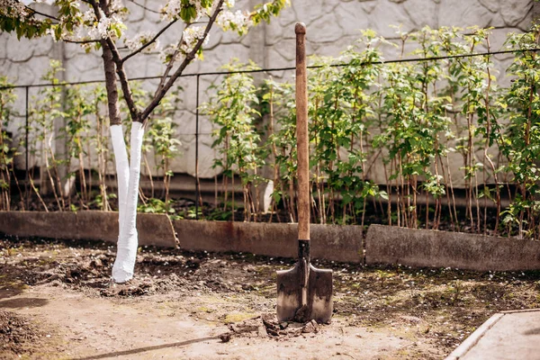 Toprağa saplanmış eski bir kürek. Tarlada kürek