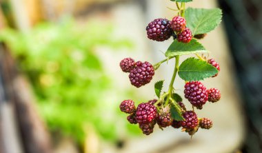 Kırmızı ahududu ya da böğürtlen dalı. Olgunlaşmamış kırmızı ve olgun böğürtlenli yeşil yapraklı arka plan, yatay açık hava makro resim duvar kâğıdı. Metin için fotokopi alanı ile birlikte.