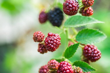 Olgun ve olgunlaşmamış böğürtlenler seçici bir odak ile çalıların üzerinde. Bir demet dut.