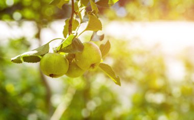 Kırsal bahçe. Çerçevede olgun yeşil elmalar ağaçta.