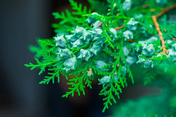 Immature Seed Cones Platycladus Orientalis Also Known Chinese Thuja Oriental — Stockfoto