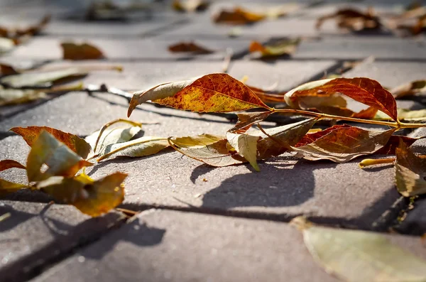Herbstblätter — Stockfoto