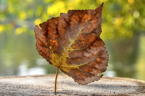 Hoja amarilla otoñal en un tronco de árbol —  Fotos de Stock