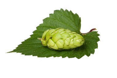 yaprak üzerinde atlama koni