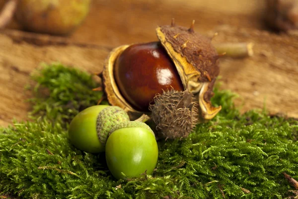 Acorns and chestnut — Stock Photo, Image