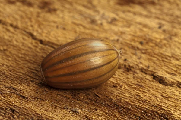 Brown striped acorn — Stock Photo, Image