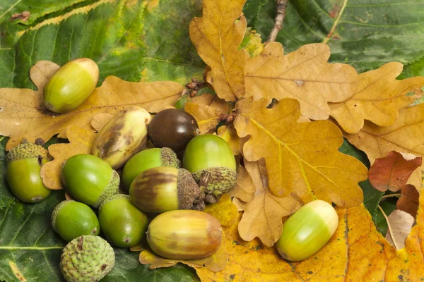 Viele Eicheln auf Laub — Stockfoto