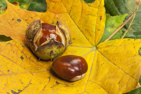 Two Horse chestnuts — Stock Photo, Image