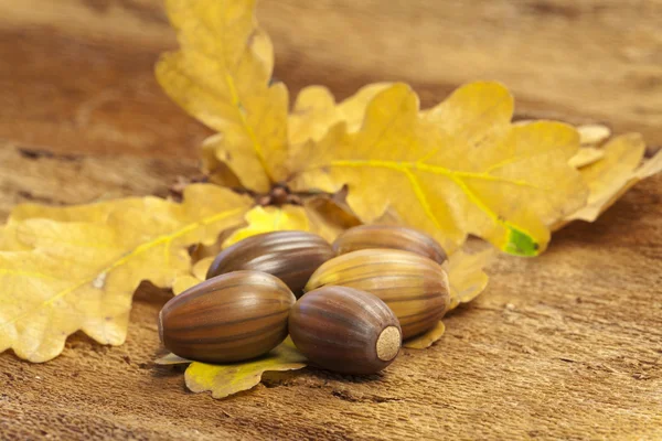 Brown acorns on foliage — Stock Photo, Image