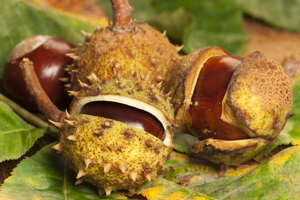 Horse chestnuts on Leaves — Stock fotografie