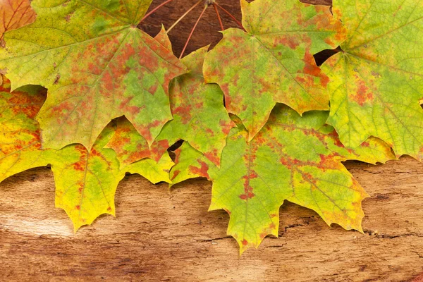 Autumnal colored maple leaves — Stock Photo, Image