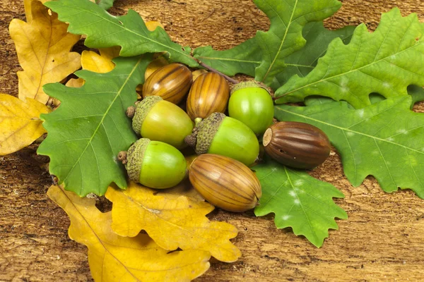 Frutos de maíz sobre hojas de roble — Foto de Stock