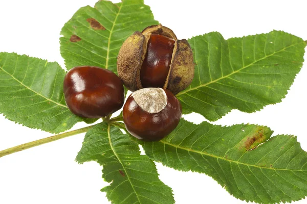 Horse chestnuts — Stock Photo, Image