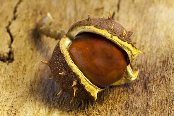Chestnut on bark — Stock Photo, Image