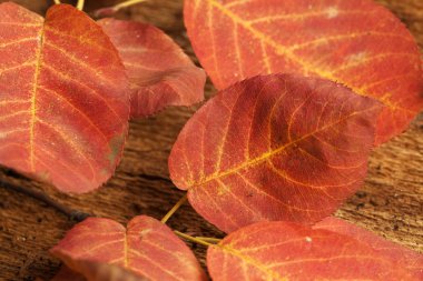 Avrupa kayını yaprağın arka plan