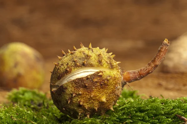 Uma castanha de cavalo fechada em musgo verde — Fotografia de Stock