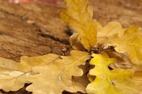 Brown oak leaves on bark — Stock Photo, Image