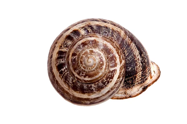 Escargot auf weißem Hintergrund — Stockfoto