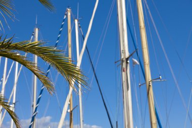 yelken direkler ve palmiyeler