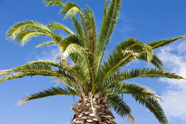 Large palm tree above blue sky — Stock Photo, Image