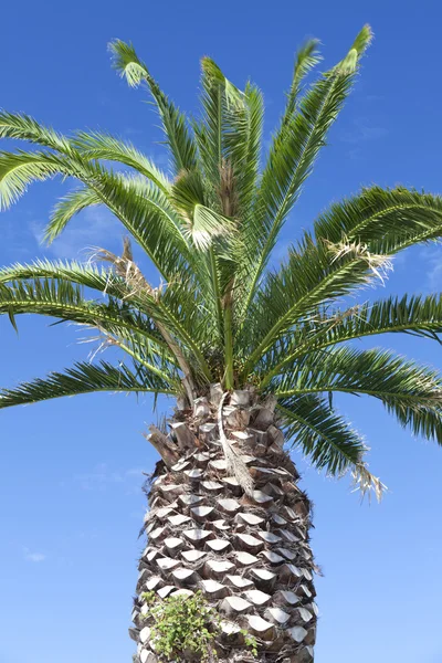 Grote palmboom boven de blauwe hemel — Stockfoto