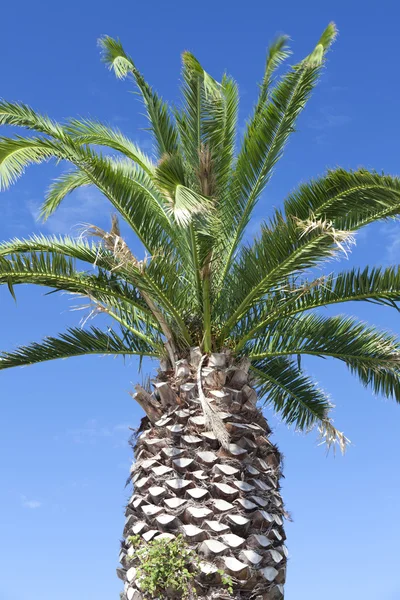 Large palm tree above blue sky — Stock Photo, Image