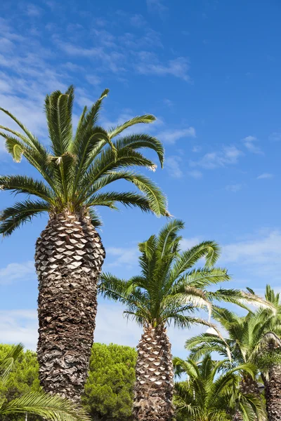 Palmen langs een weg in gruissan — Stockfoto