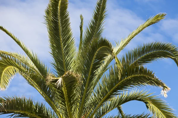 Large palm tree above blue sky — Stock Photo, Image