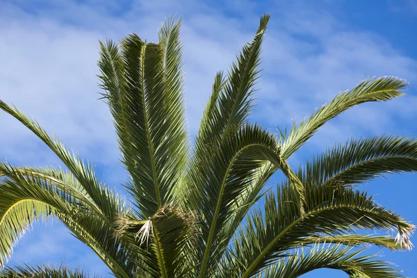 Grande palmeira acima do céu azul — Fotografia de Stock