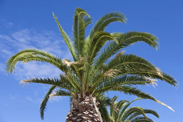 Large palm trees above blue sky — Stock Photo, Image
