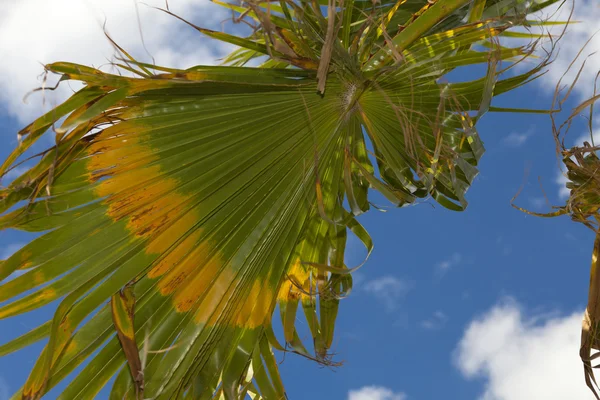 Palmboom in de wind — Stockfoto