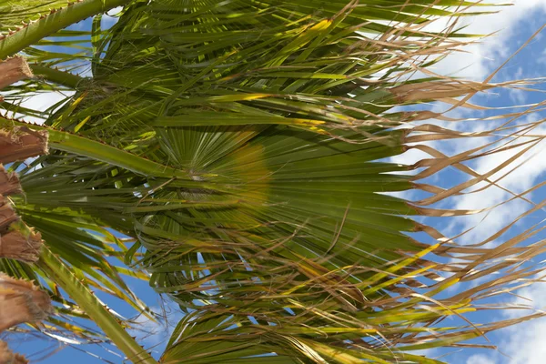 Palmboom in de wind — Stockfoto