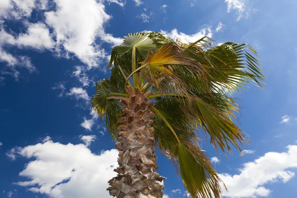 Palmboom in de wind — Stockfoto