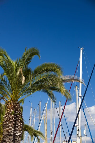 风帆桅杆和棕榈树 — 图库照片