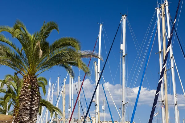 风帆桅杆和棕榈树 — 图库照片