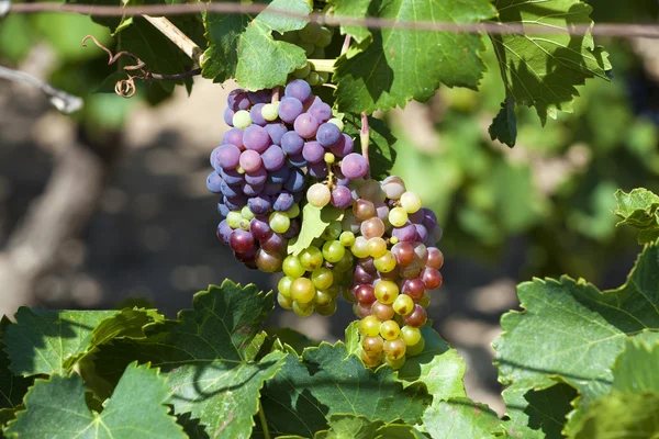 Uvas maduras na vinha — Fotografia de Stock