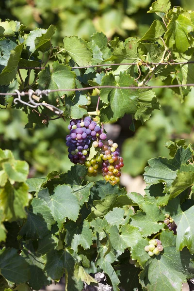Reife Trauben und Weinblätter — Stockfoto