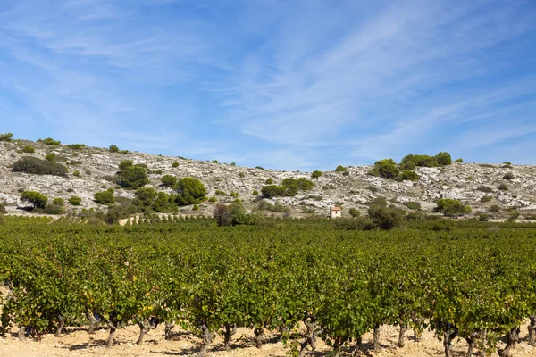 Winnica w południowej Francji — Zdjęcie stockowe