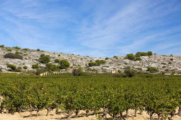 Weinberg in Südfrankreich — Stockfoto