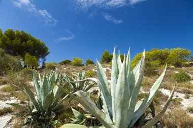 Agave kaktüsler, Güney Fransa'da