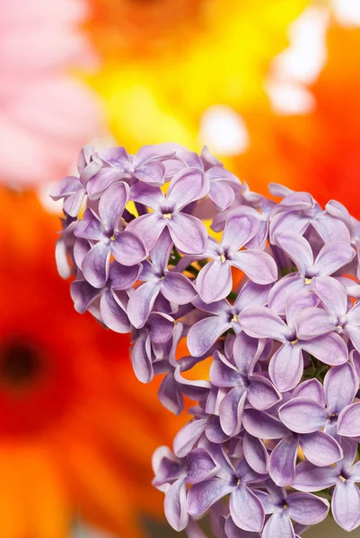 Lilac bush in front of flowers — Stock Photo, Image