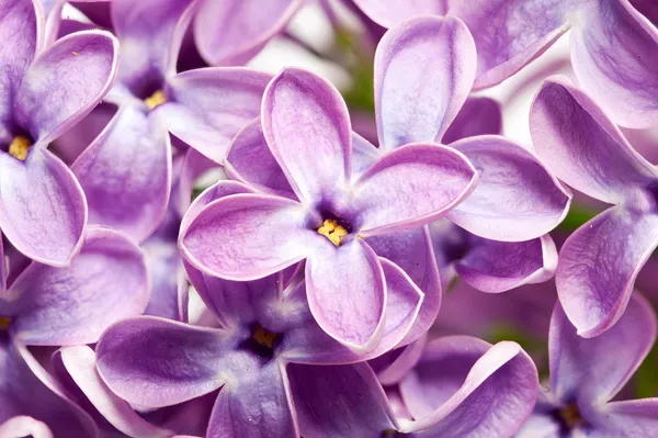 Witte lelie bloemen macro — Stockfoto