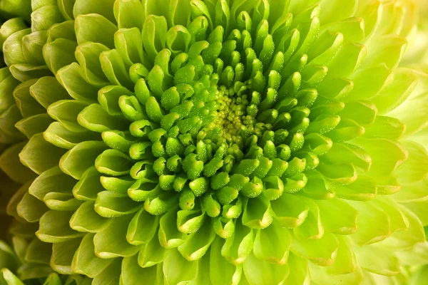 Macro chrysanthemum — Stock Photo, Image