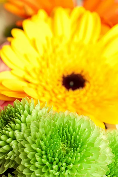 Chrysanthemums and gerberas — Stock Photo, Image