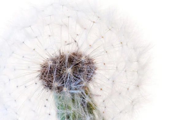 Pampeliška hodiny makro — Stock fotografie