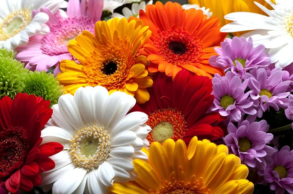 Bunte Blumen blühen — Stockfoto